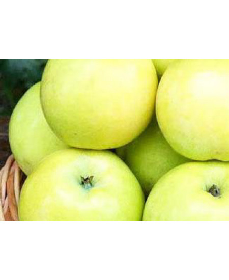 Яблоня Антоновка Яблоня Антоновка