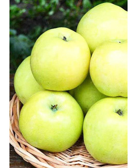 Яблоня Антоновка Яблоня Антоновка