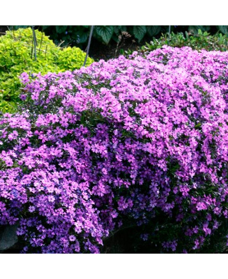 Флокс Пепл Бьюти Флокс Пепл Бьюти