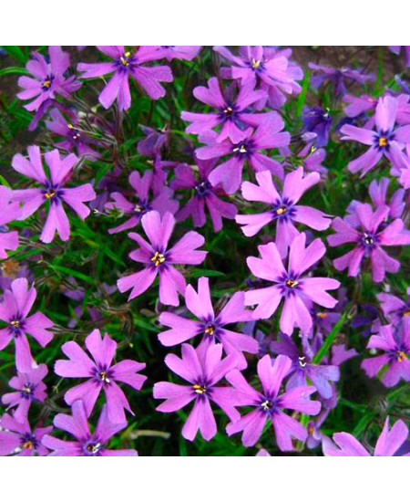 Флокс Пепл Бьюти Флокс Пепл Бьюти