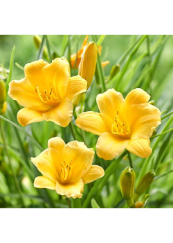 Лилейник Йеллоу