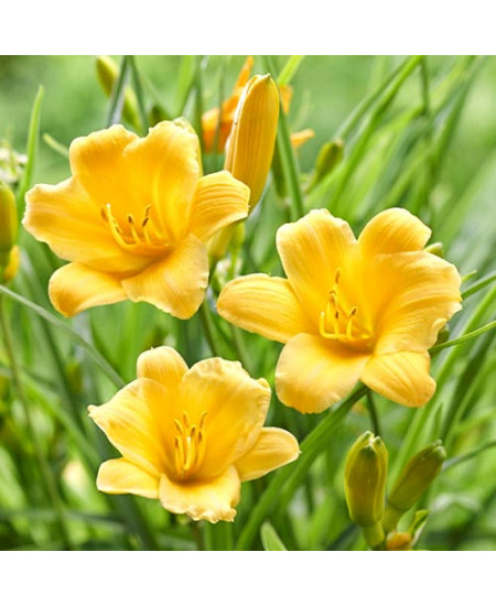 Лилейник Йеллоу Лилейник Йеллоу