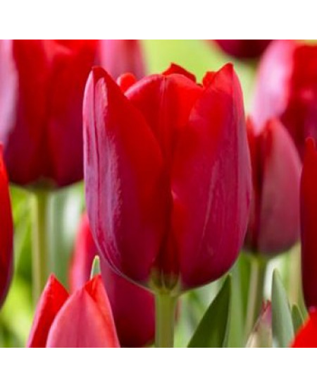 Тюльпан триумф "Иль Де Франс" (Ile de France) 3шт в упаковке (размер 10\11) Тюльпан триумф "Иль Де Франс" (Ile de France) 3шт в упаковке (размер 10\11)