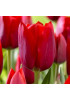 Тюльпан триумф "Иль Де Франс" (Ile de France) 3шт в упаковке (размер 10\11) Тюльпан триумф "Иль Де Франс" (Ile de France) 3шт в упаковке (размер 10\11)
