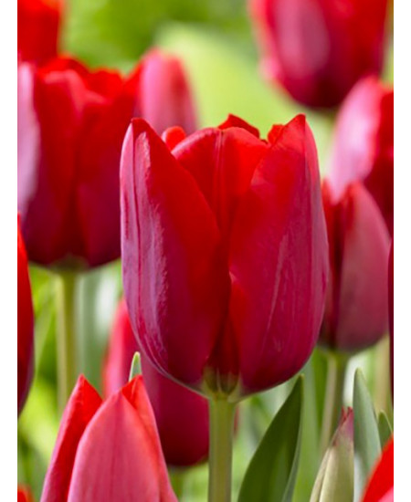 Тюльпан триумф "Иль Де Франс" (Ile de France) 3шт в упаковке (размер 10\11) Тюльпан триумф "Иль Де Франс" (Ile de France) 3шт в упаковке (размер 10\11)