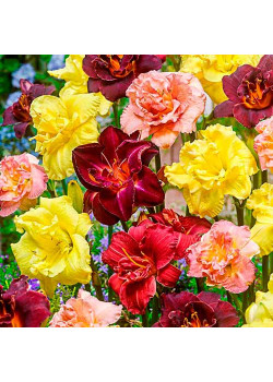 Лилейник Дабл, микс