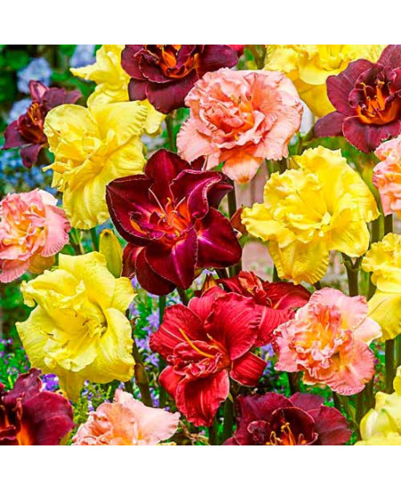 Лилейник Дабл, микс Лилейник Дабл, микс