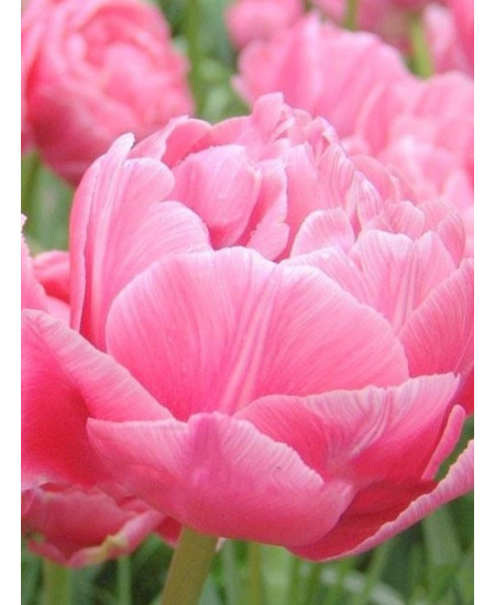 Тюльпан "Up Star" 3шт в упаковке Тюльпан "Up Star" 3шт в упаковке