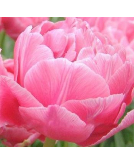 Тюльпан "Up Star" 3шт в упаковке Тюльпан "Up Star" 3шт в упаковке