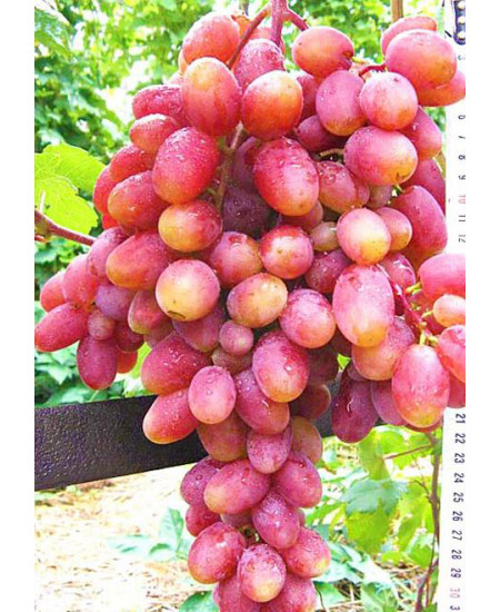 Виноград Юлиан Виноград Юлиан