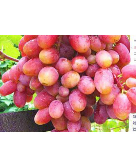 Виноград Юлиан Виноград Юлиан