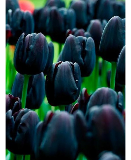 Тюльпан "Cafe Noir" 3шт в упаковке (размер 11\12) Тюльпан "Cafe Noir" 3шт в упаковке (размер 11\12)