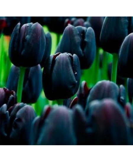 Тюльпан "Cafe Noir" 3шт в упаковке (размер 11\12) Тюльпан "Cafe Noir" 3шт в упаковке (размер 11\12)