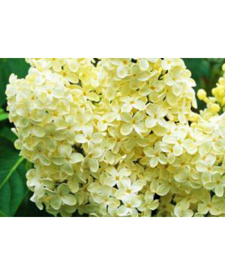 Сирень Примула Сирень Примула