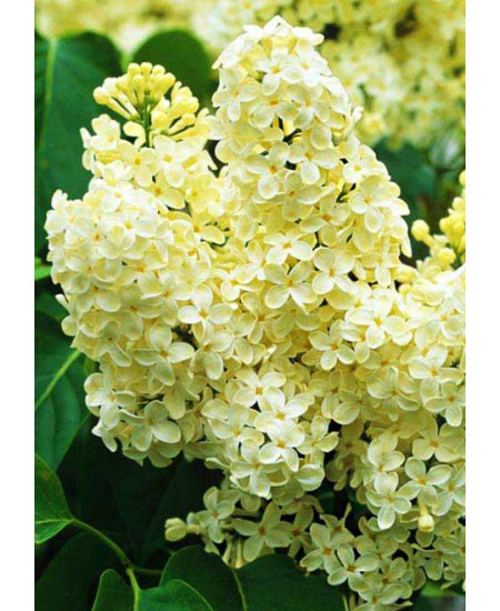 Сирень Примула Сирень Примула