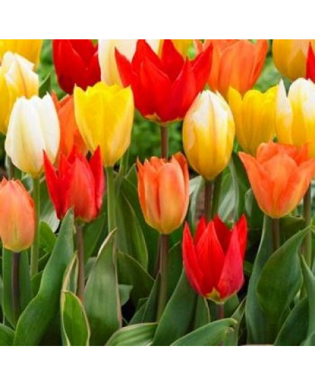 Тюльпан гибрид фостера "Микс" (Fosteriana mixture) 3шт в упаковке (размер 11\12) Тюльпан гибрид фостера "Микс" (Fosteriana mixture) 3шт в упаковке (размер 11\12)