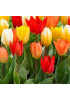 Тюльпан гибрид фостера "Микс" (Fosteriana mixture) 3шт в упаковке (размер 11\12) Тюльпан гибрид фостера "Микс" (Fosteriana mixture) 3шт в упаковке (размер 11\12)