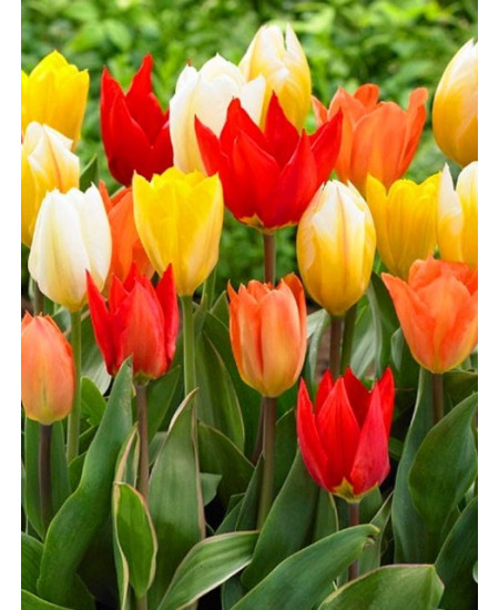 Тюльпан гибрид фостера "Микс" (Fosteriana mixture) 3шт в упаковке (размер 11\12) Тюльпан гибрид фостера "Микс" (Fosteriana mixture) 3шт в упаковке (размер 11\12)