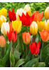 Тюльпан гибрид фостера "Микс" (Fosteriana mixture) 3шт в упаковке (размер 11\12) Тюльпан гибрид фостера "Микс" (Fosteriana mixture) 3шт в упаковке (размер 11\12)