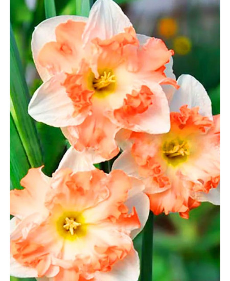 Нарцисс орхидный "Кум Лауд" (Cum Laude) 3шт в упаковке (размер 14/16) Нарцисс орхидный "Кум Лауд" (Cum Laude) 3шт в упаковке (размер 14/16)