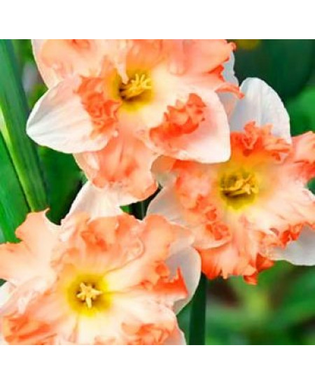 Нарцисс орхидный "Кум Лауд" (Cum Laude) 3шт в упаковке (размер 14/16) Нарцисс орхидный "Кум Лауд" (Cum Laude) 3шт в упаковке (размер 14/16)