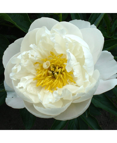 Пион Мисс Америка Пион Мисс Америка