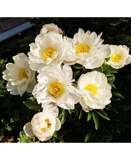 Пион Мисс Америка Пион Мисс Америка