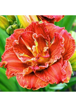 Лилейник Паприка Флейм