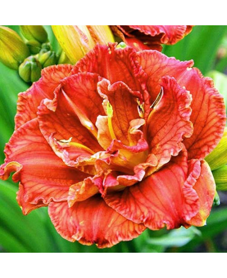 Лилейник Паприка Флейм Лилейник Паприка Флейм