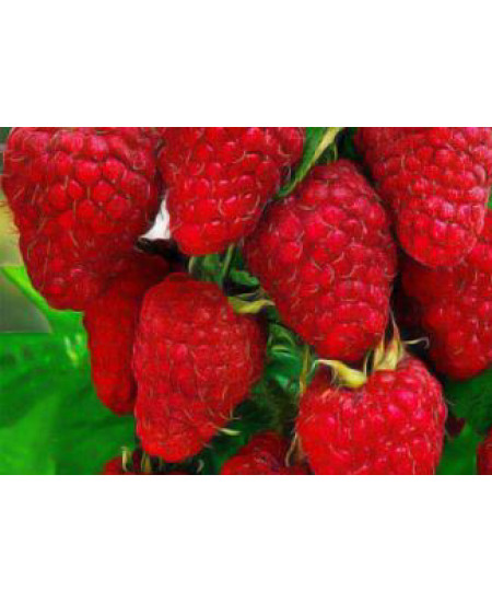 Малина Брянское чудо Малина Брянское чудо