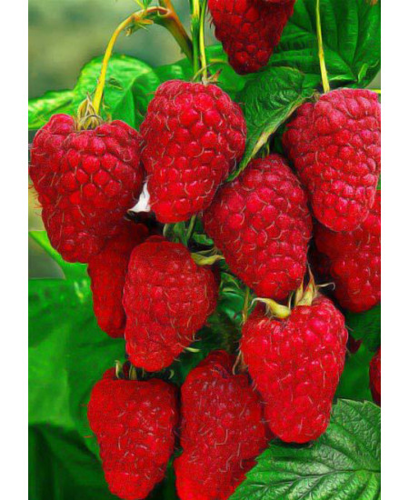 Малина Брянское чудо Малина Брянское чудо