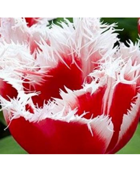 Тюльпан бахромчатый "Канаста" (Canasta) 3шт в упаковке (размер 12/+) Тюльпан бахромчатый "Канаста" (Canasta) 3шт в упаковке (размер 12/+)