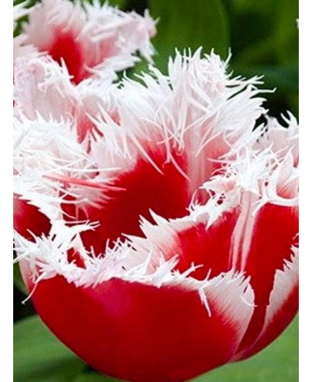 Тюльпан бахромчатый "Канаста" (Canasta) 3шт в упаковке (размер 12/+) Тюльпан бахромчатый "Канаста" (Canasta) 3шт в упаковке (размер 12/+)