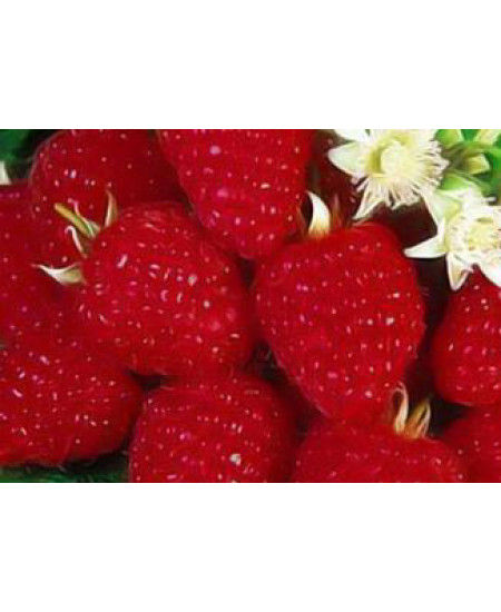 Малина Изобильная Малина Изобильная