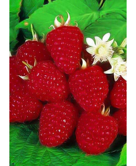 Малина Изобильная Малина Изобильная