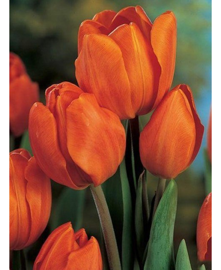 Тюльпан "Orange Bouguet" 3шт в упаковке Тюльпан "Orange Bouguet" 3шт в упаковке