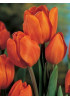 Тюльпан "Orange Bouguet" 3шт в упаковке Тюльпан "Orange Bouguet" 3шт в упаковке