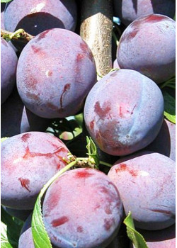 Слива Венгерка московская