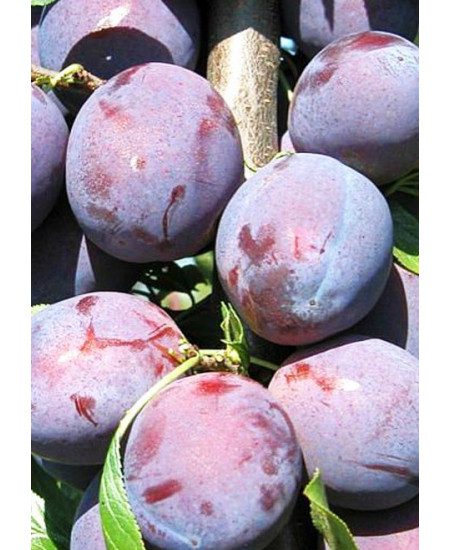 Слива Венгерка московская Слива Венгерка московская