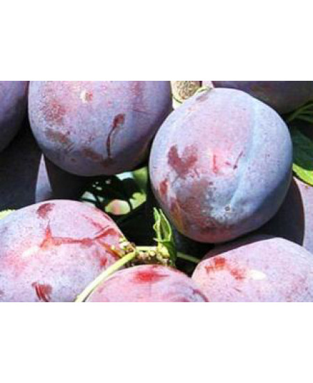 Слива Венгерка московская Слива Венгерка московская