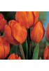 Тюльпан "Orange Bouguet" 3шт в упаковке Тюльпан "Orange Bouguet" 3шт в упаковке