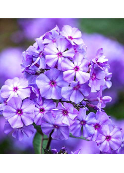 Флокс метельчатый Блю Парадайс