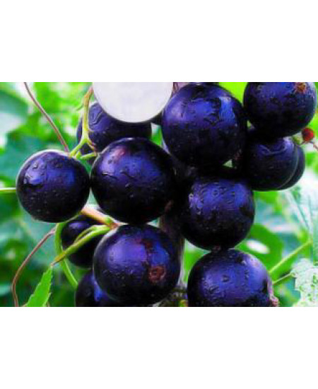 Смородина Селеченская Смородина Селеченская