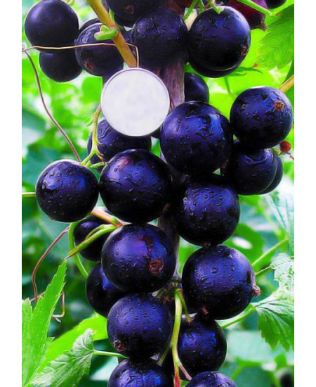 Смородина Селеченская Смородина Селеченская