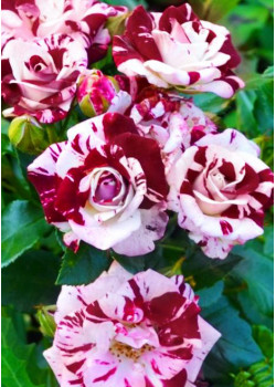 Роза спрей Маршмеллоу