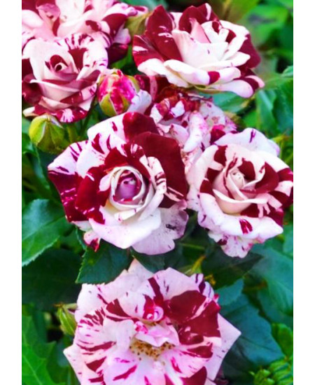 Роза спрей Маршмеллоу Роза спрей Маршмеллоу