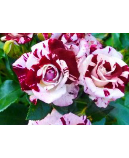 Роза спрей Маршмеллоу Роза спрей Маршмеллоу