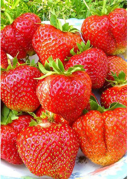 Клубника Лорд (Упаковка 5шт)