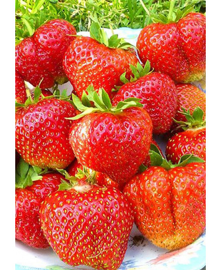 Клубника Лорд (Упаковка 5шт) Клубника Лорд (Упаковка 5шт)