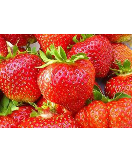 Клубника Лорд (Упаковка 5шт) Клубника Лорд (Упаковка 5шт)